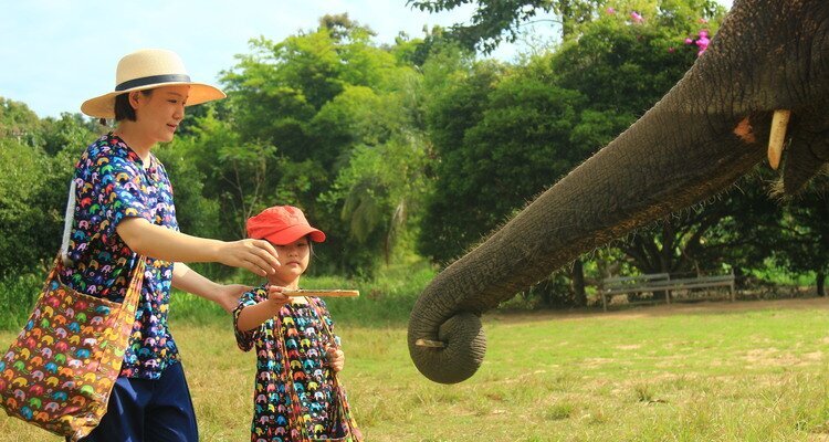 elephant santuary in thailand