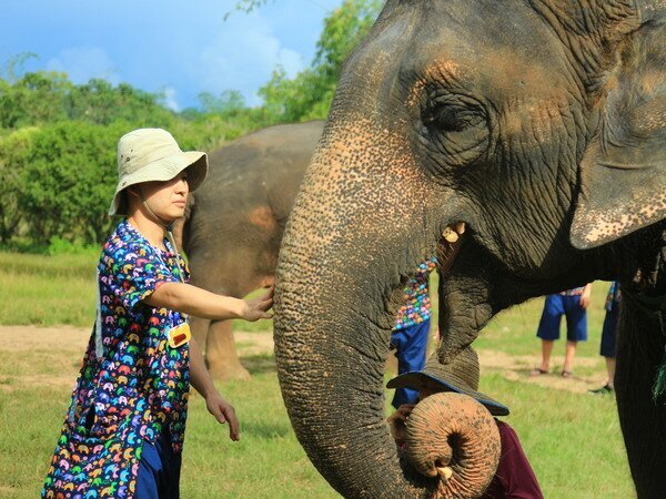 Feed the elephants.