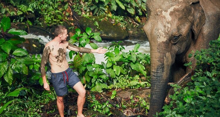 Hike through the jungle to observe elephants
