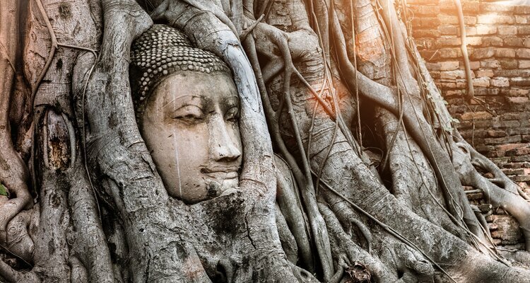 Buddha Head in Tree Roots