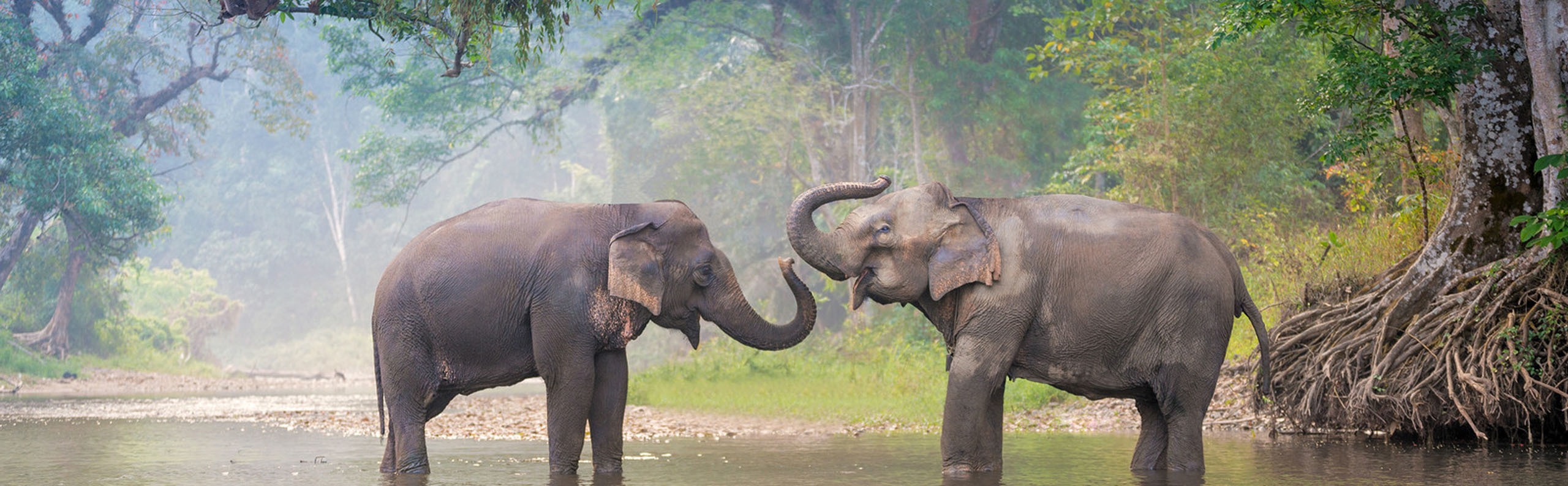 Why Chiang Mai is Thailand's Best Elephant Destination? (Top 9 Sanctuaries)
