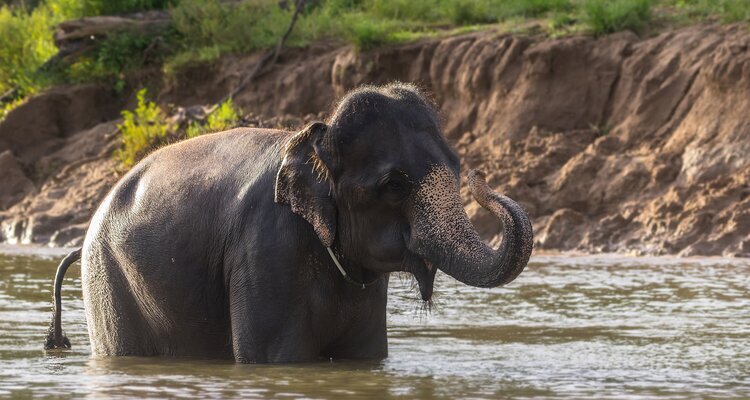 Elephant Bathing in the River