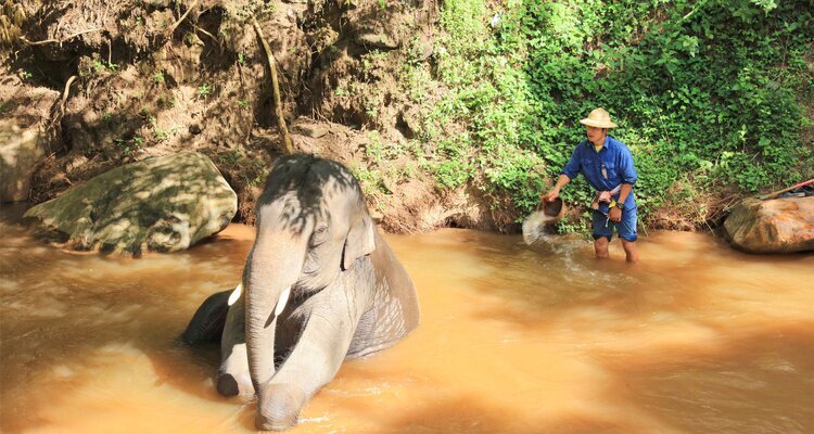 Bathing Elephants in the River.