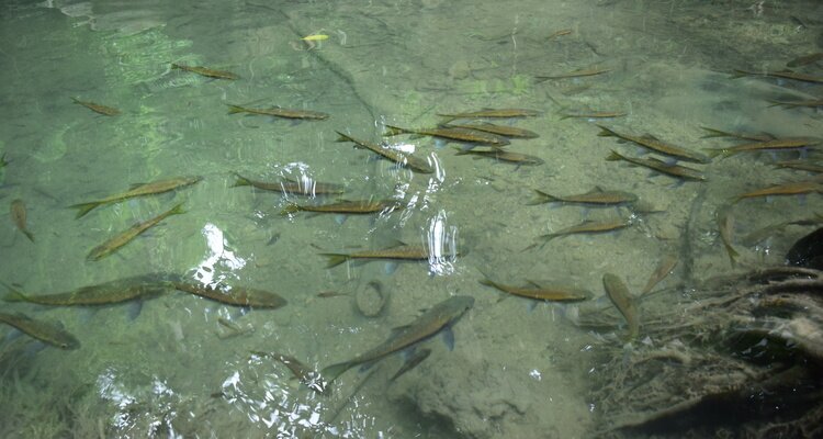 Spa fish in Tier 3, Erawan Waterfall