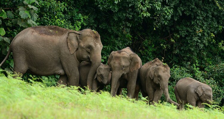 thailand elephant