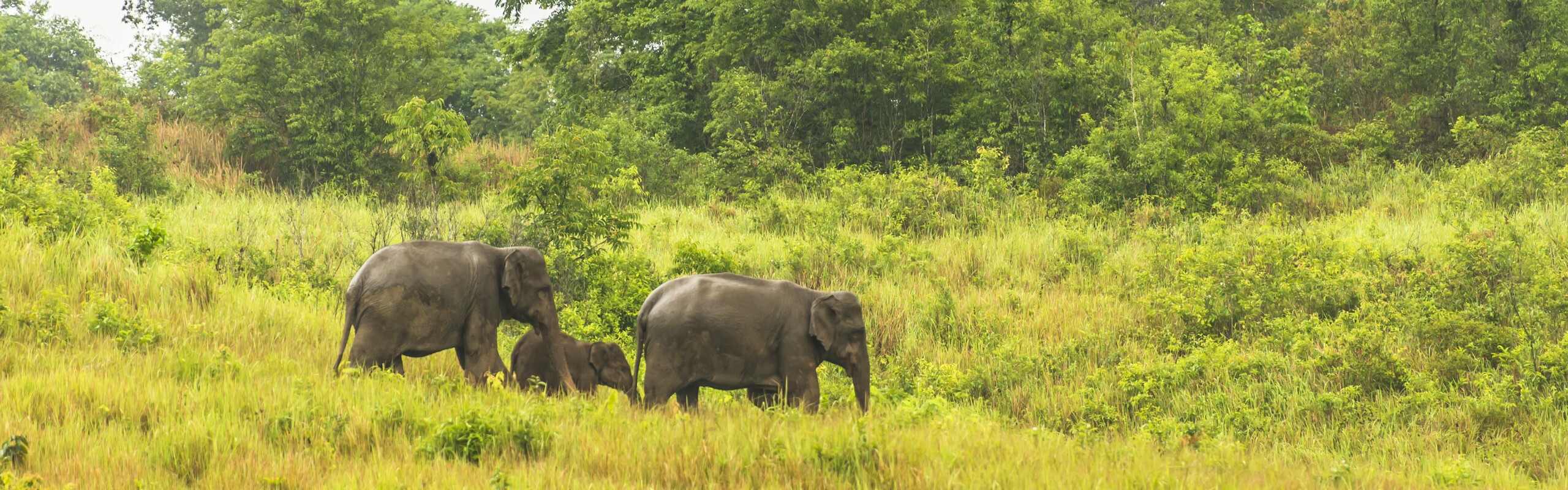 Visit Khao Yai National Park: Best Hikes & Tips for First-Timers