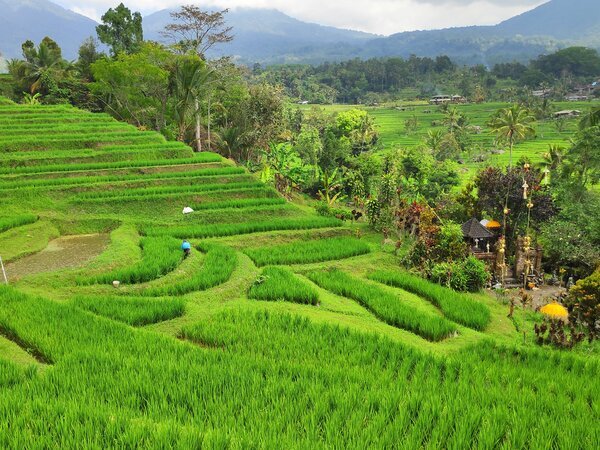 The amazing rice terraces in Bali