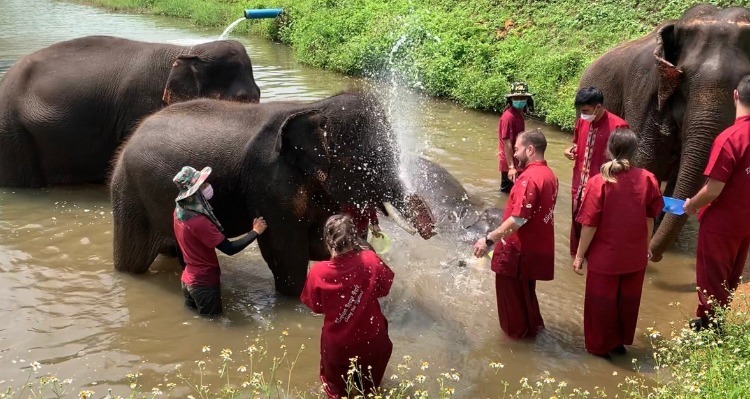 Elephant Sanctuary