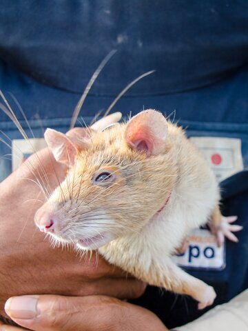 Discover the incredible work of APOPO rats