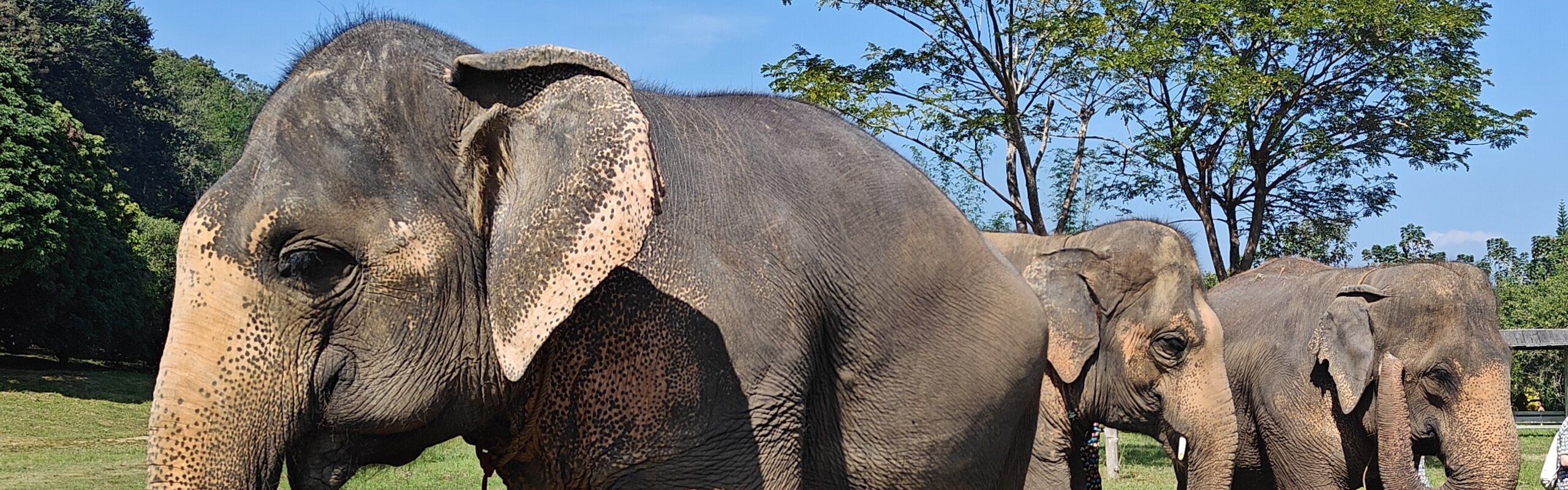 Chiang Mai Weather in March 2026: What to Wear and Things to Do