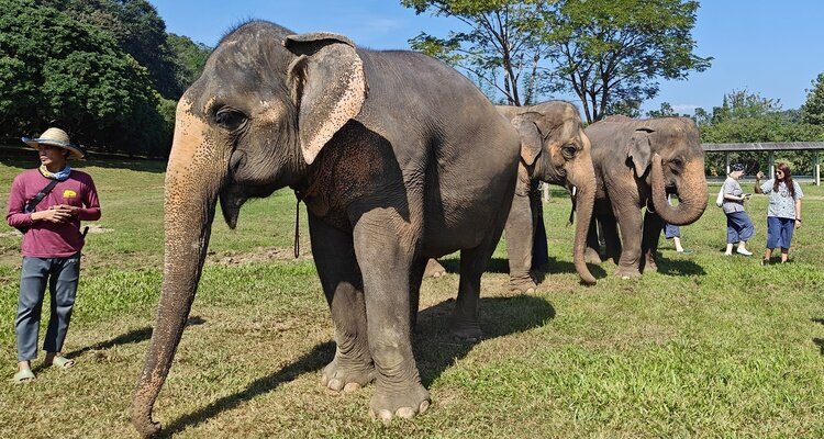 kanta elephant sanctuary