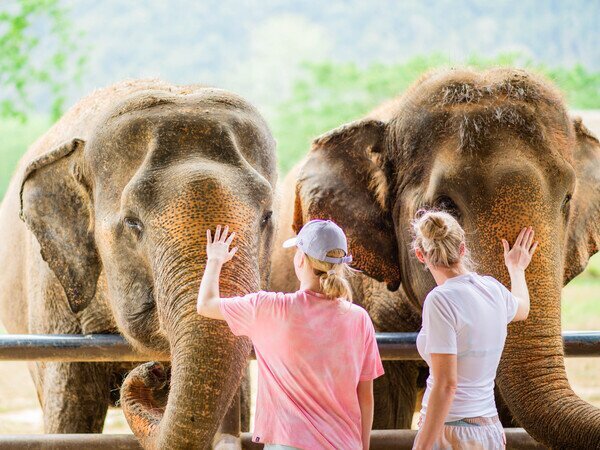 have close encounter with elephant in the jungle