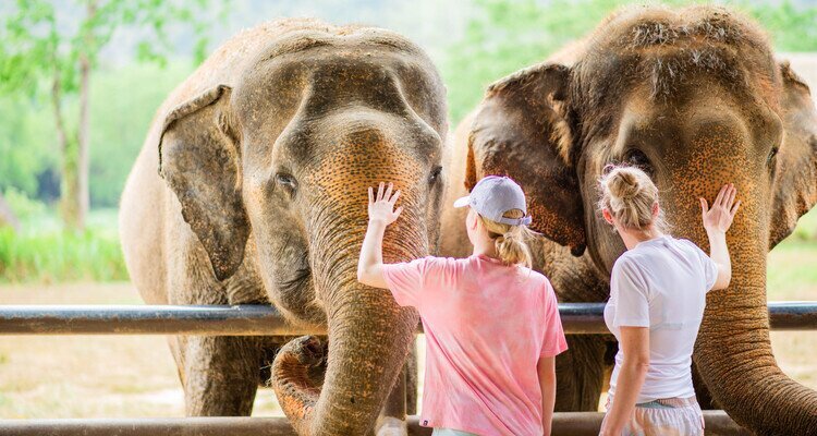 Elephant Hill Exclusive Camp