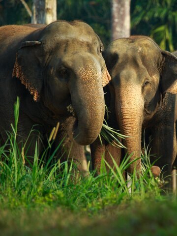 Witness the Wild Elephants Roaming Freely in Their Untamed Paradise