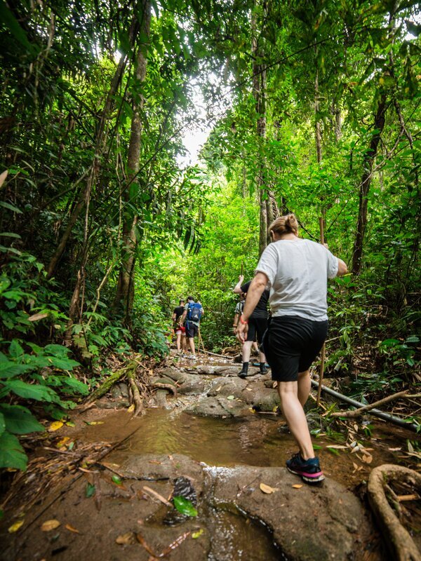 Hike in the world's oldest rainforest