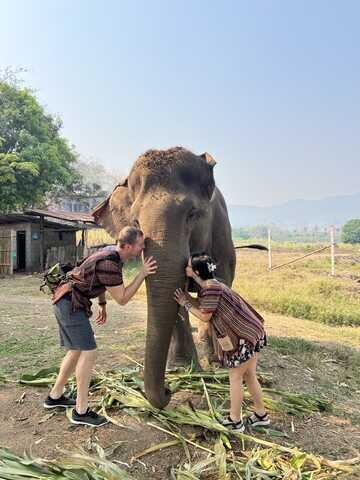 Meet elephants in Chiang Mai.