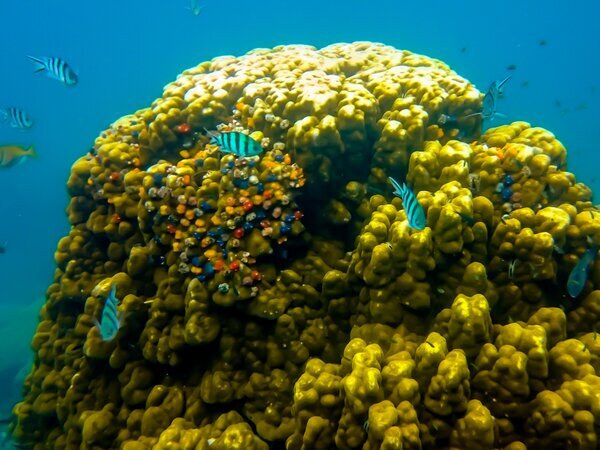 Snorkeling