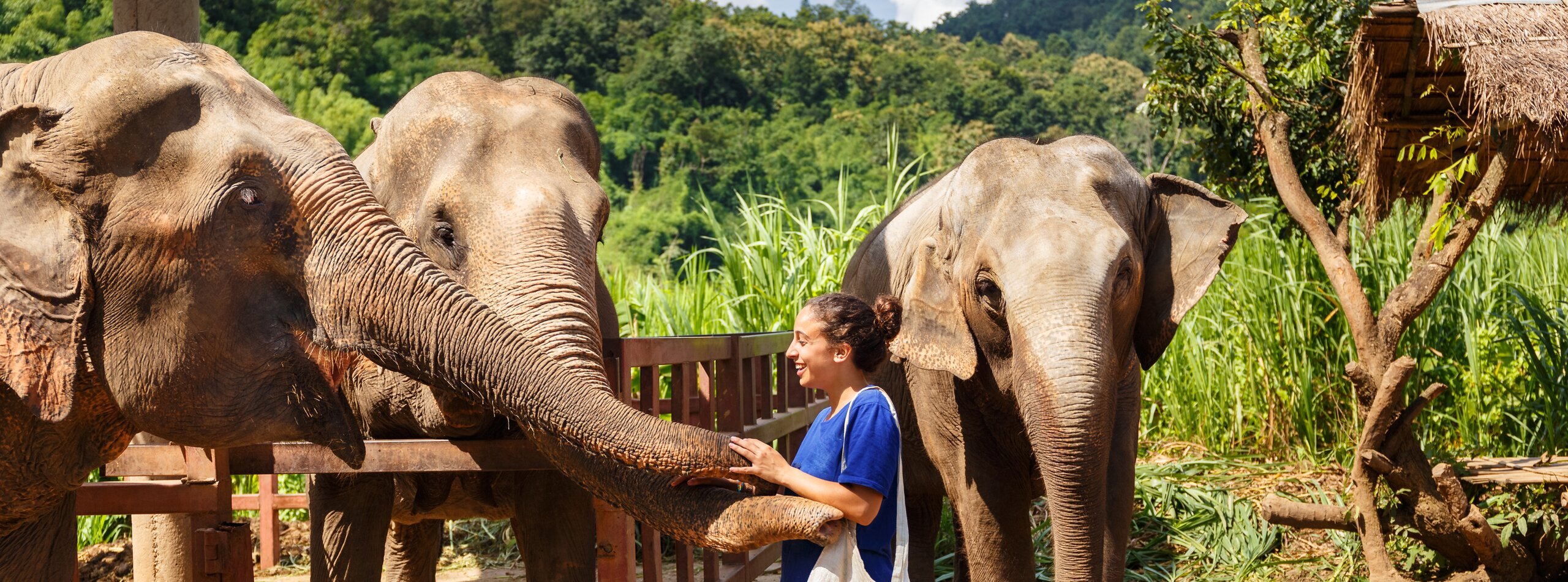 elephant farm