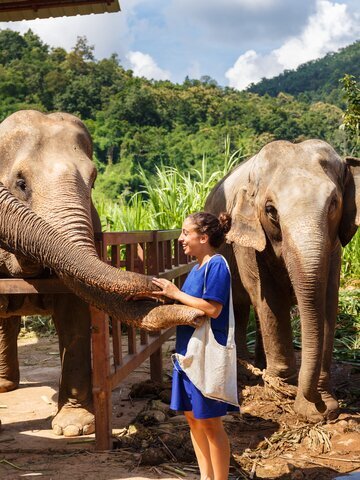 Meet the elephants in the Chiang Mai jungle.