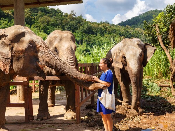 Have a close encounter with elephants in the jungle.