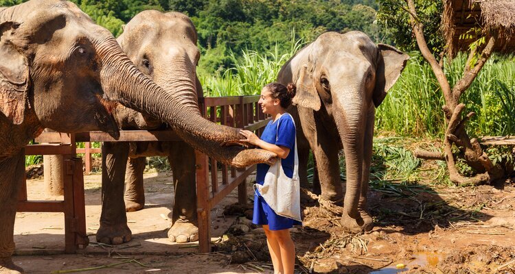 Elephants World Sanctuary