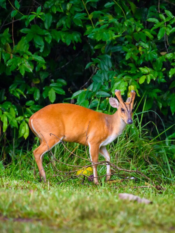 Khao Yai National Park Jungle Trek and Wildlife Watching