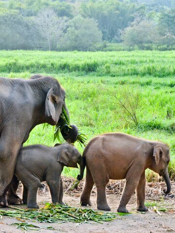 Go on a jungle trek and encounter wildlife in Khao Yai National Park.