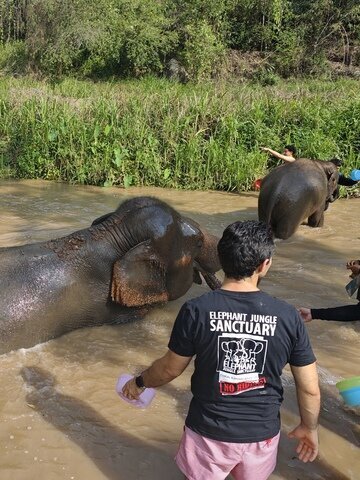Bathing Elephants in Chiang Mai
