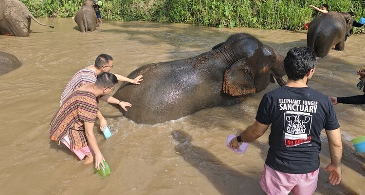 elephant jungle sanctuary