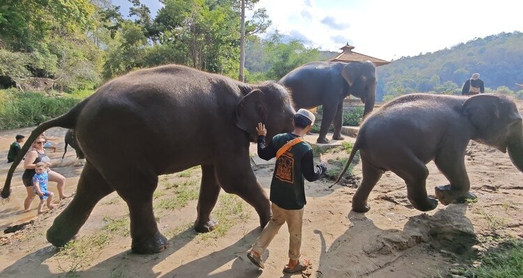 elephant jungle sanctuary