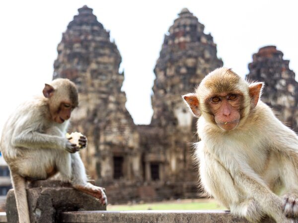 The Phra Prang Sam Yot （Monkey Temple) in Lopburi