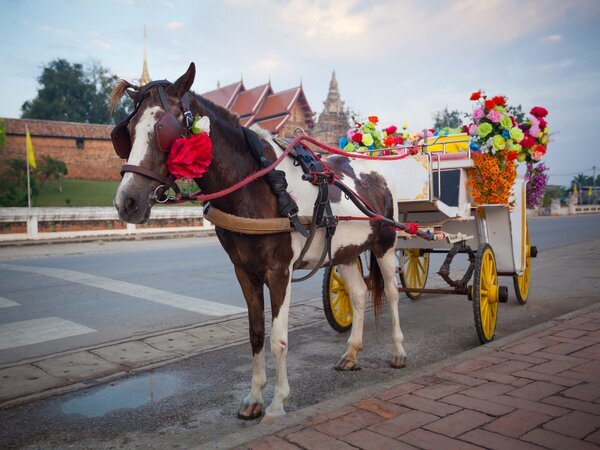 Take a unique city tour by horse-drawn carriage through Lampang.