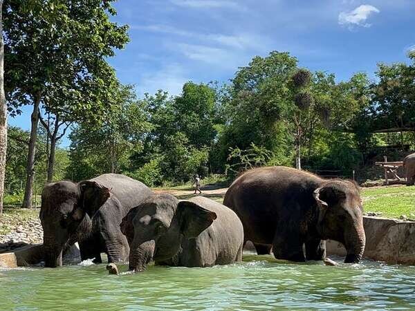 Chiang Mai Bush Camp Elephant Experience