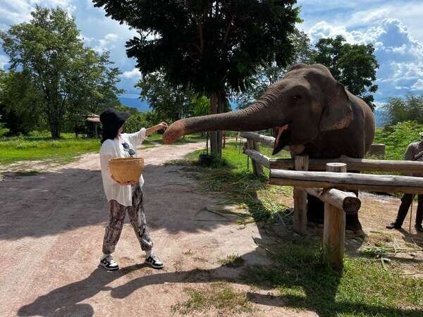 Chiang Mai Bush Camp Elephant Experience