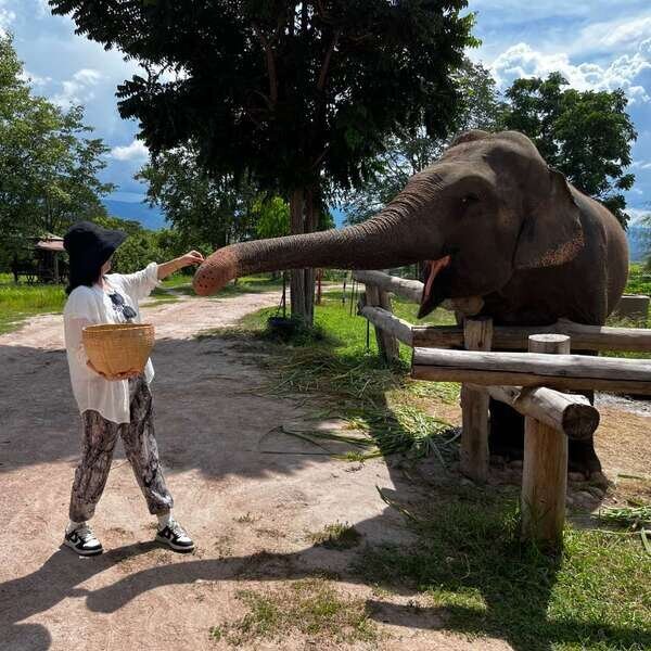 Elephant Encounters
