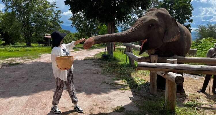 elephant at The Bush Camp Chiang Mai