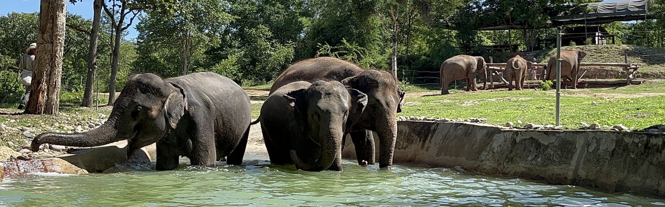 Elephant Sanctuaries in Krabi: Good? Most Ethical One?
