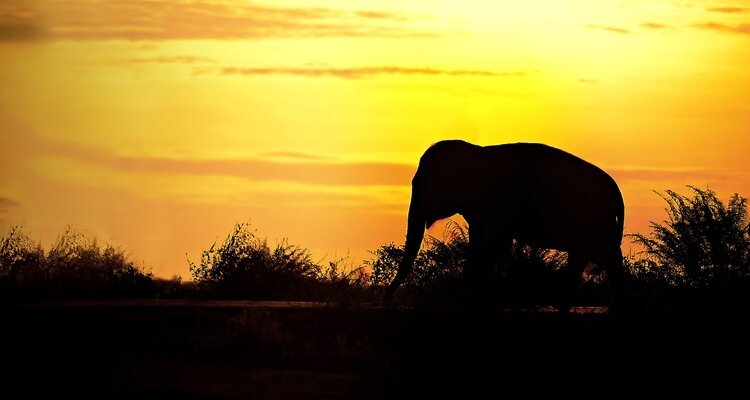 Walking with Elephants at Sunset