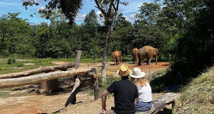 watching Elephant in thailand