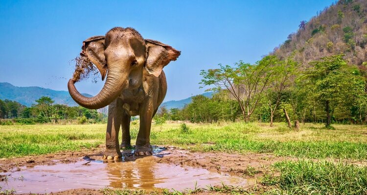 An Elephant Playing Mud
