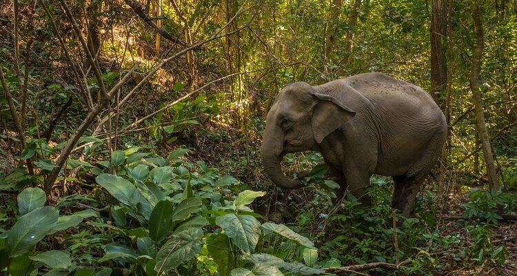 Jungle Walk with Elephants