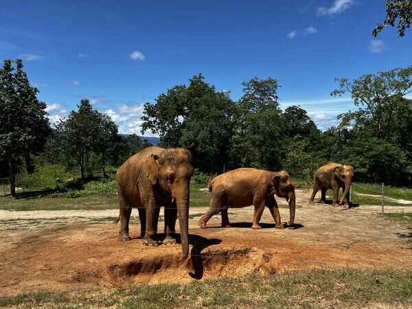 Elephants in a Chiang Mai Sanctuary