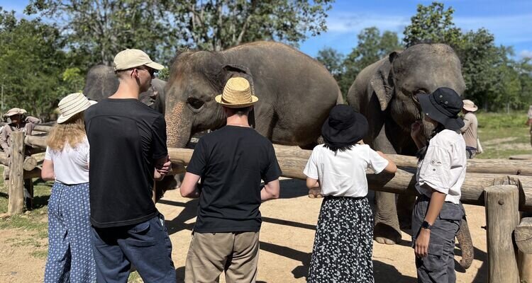 Explore Elephants' Habitat with Bush Camp Staff in Chiang Mai