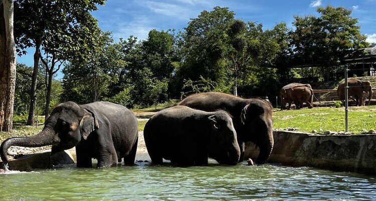 Bush Camp in Chiang Mai