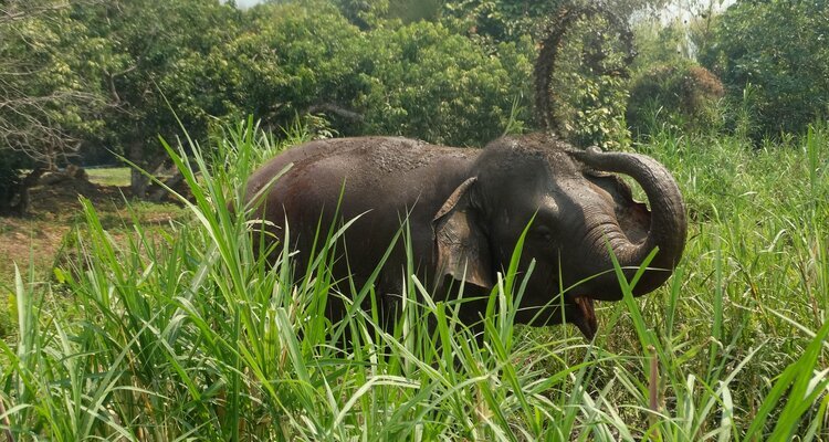 An Elephant Throwing Mud in the Air