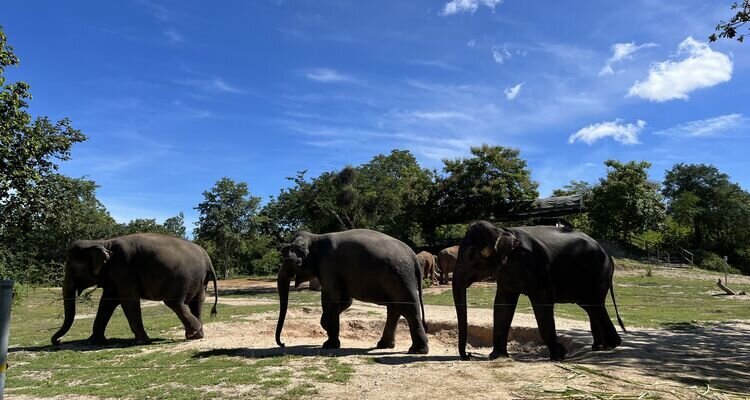 elephant sanctuary in Chiang Mai