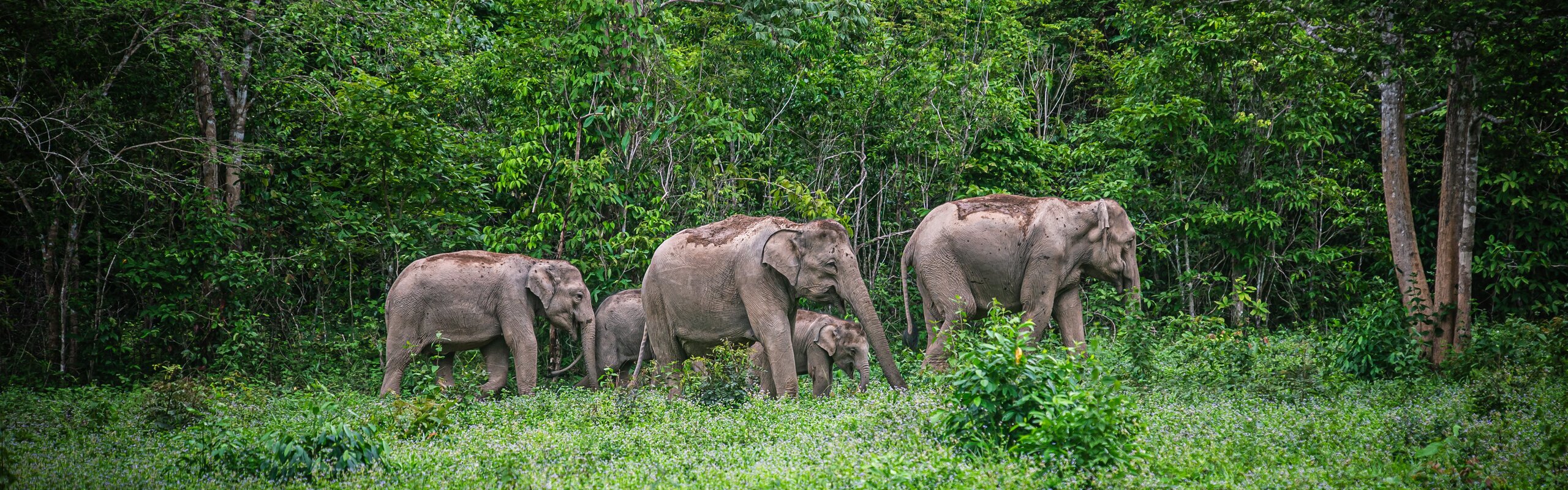 Chiang Mai in August 2026 [Weather? Things to Do? What to Wear?]