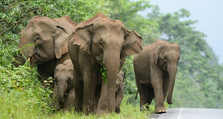 Wild Elephants in Khao Yai National Park