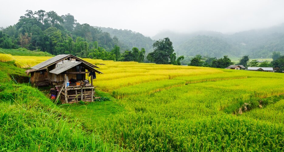 Rice Paddies in Late October