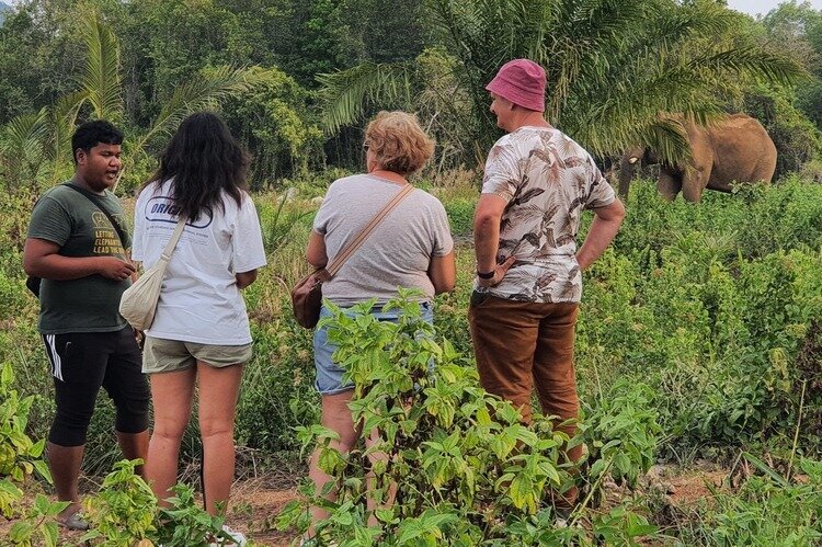 Observing Elephants at Following Giants